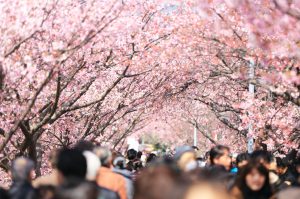 Sakura Hanami de flores de cerejeira