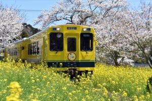 Imagem para matéria primavera no Japão