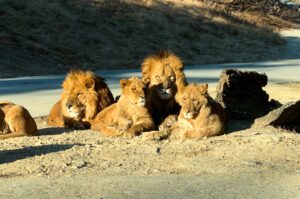 Matéria Gunma Safari Park